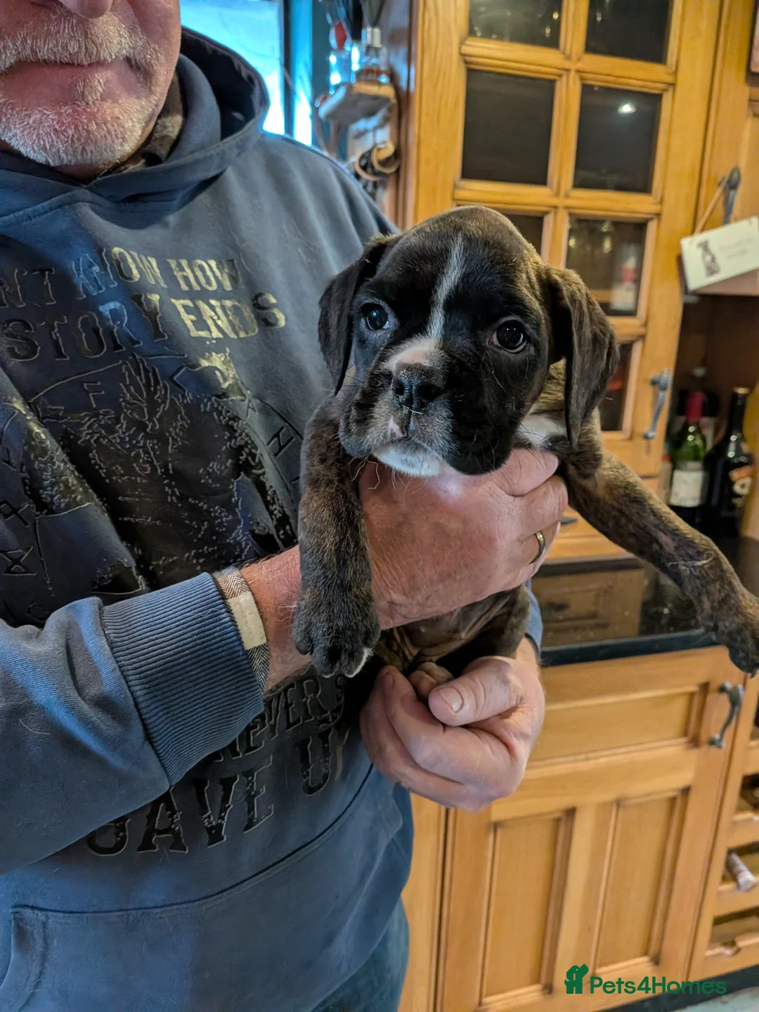 Boxer dogs for sale: KC registered bob tailed girl - Advert 2