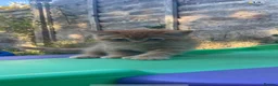 Mixed Breed cats for sale: British shorthair X boy kitten - Advert 14