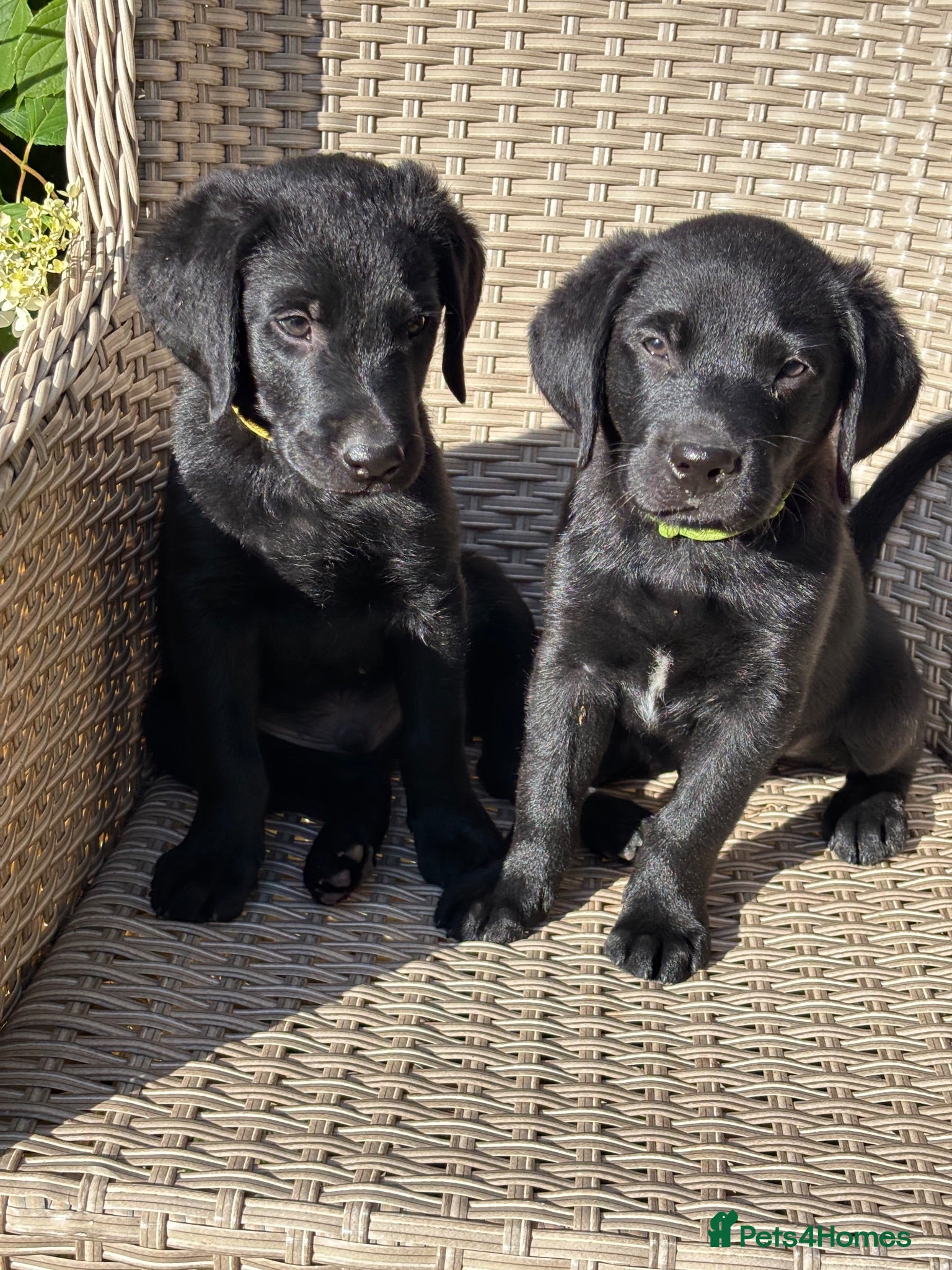 Labrador Retriever dogs KC Reg.Parents Fully Health Tested.Ready Now - Advert 1
