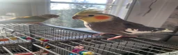 Conures birds for sale: Male Green Cheek Conure and Cockatiel  in Knutsford - Advert 5