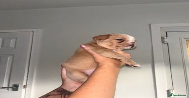 Mixed Breed dogs - Advert 5