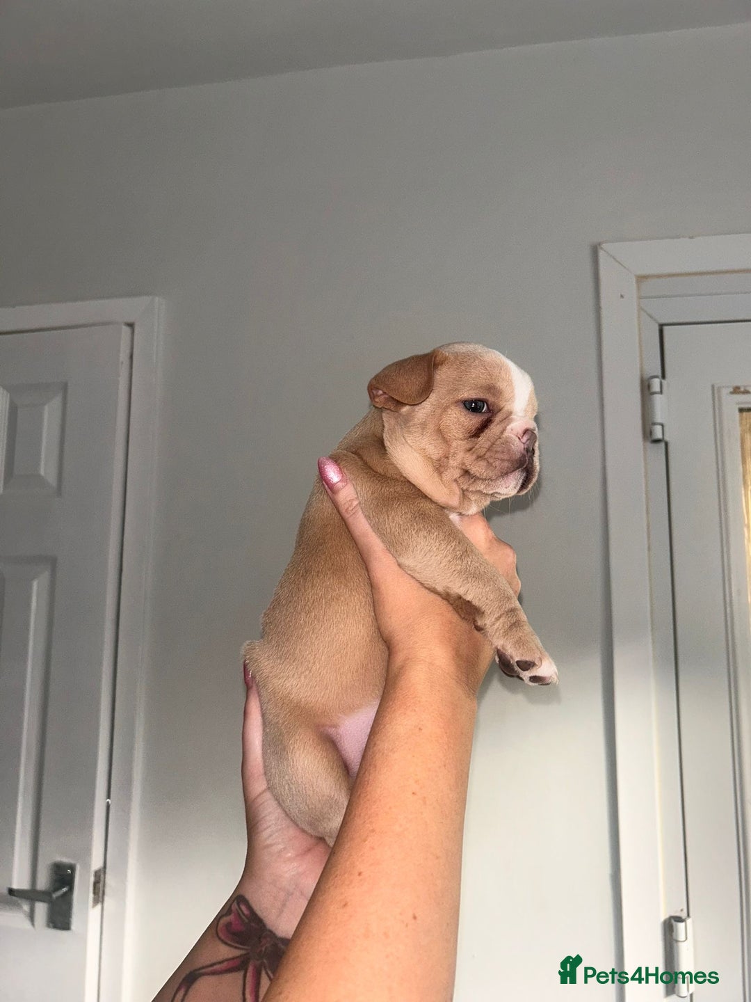 Mixed Breed dogs for sale: French pomerdogs  - Image 3
