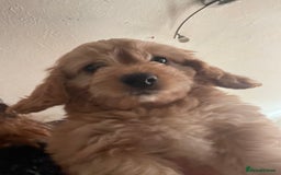 Mixed Breed dogs for sale: Toy Cockapoo puppies - Image 18