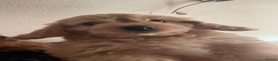 Mixed Breed Puppy 3
