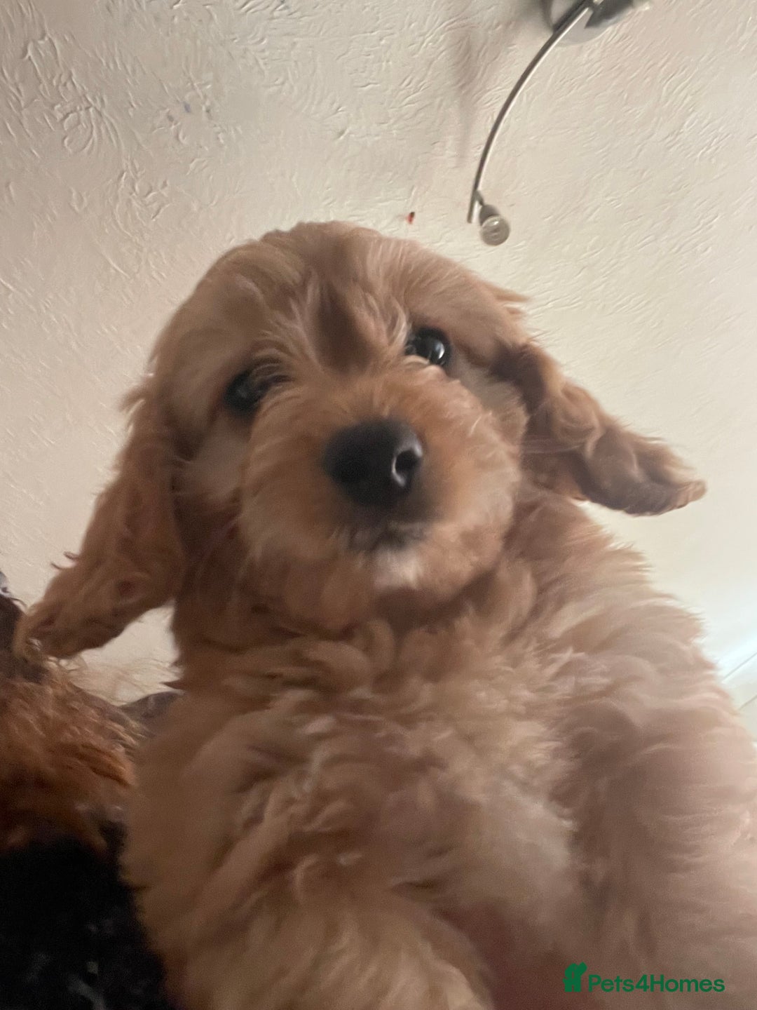Mixed Breed dogs for sale: Toy Cockapoo puppies - Image 18