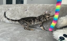 Bengal cats for sale: Adorable Female Blue Bengal Kitten TICA REG - Image 16