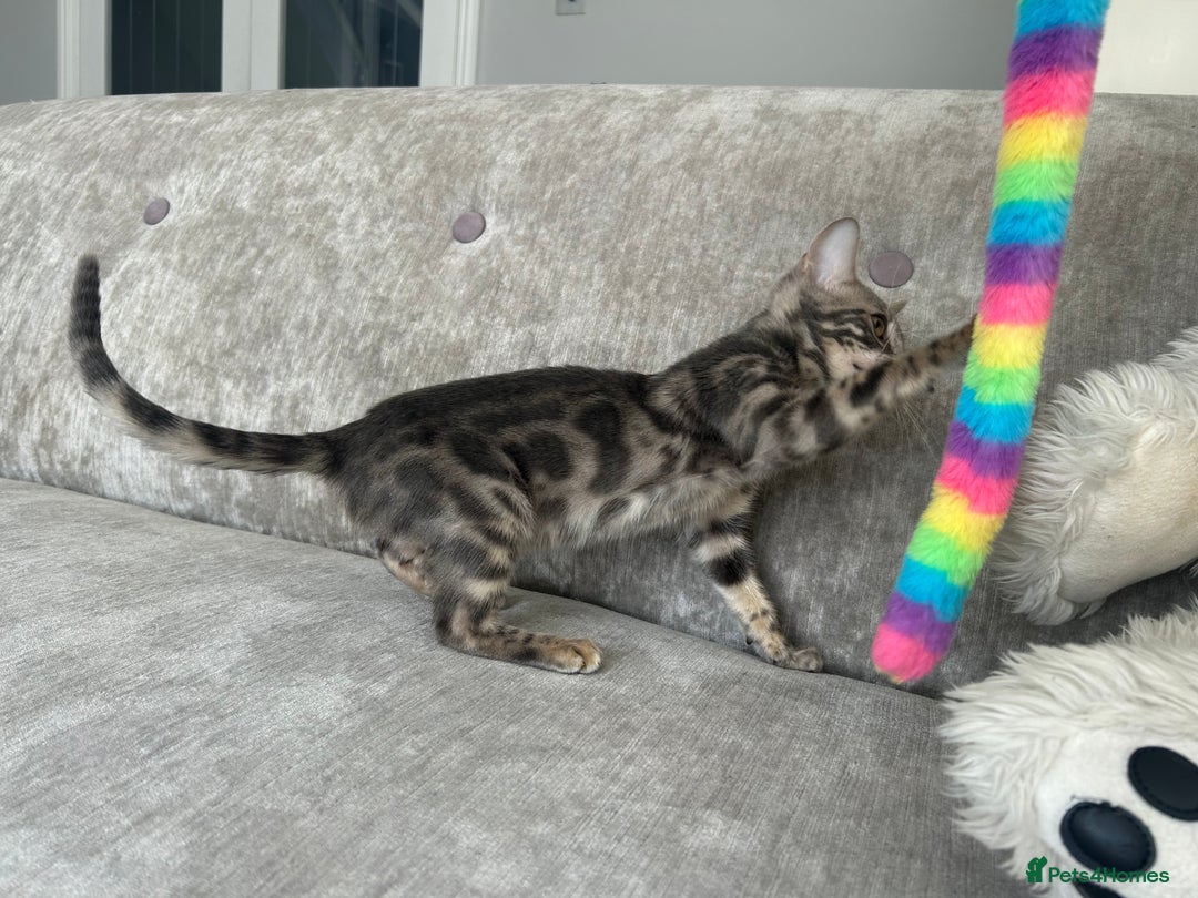 Bengal cats for sale: Adorable Female Blue Bengal Kitten TICA REG - Image 16