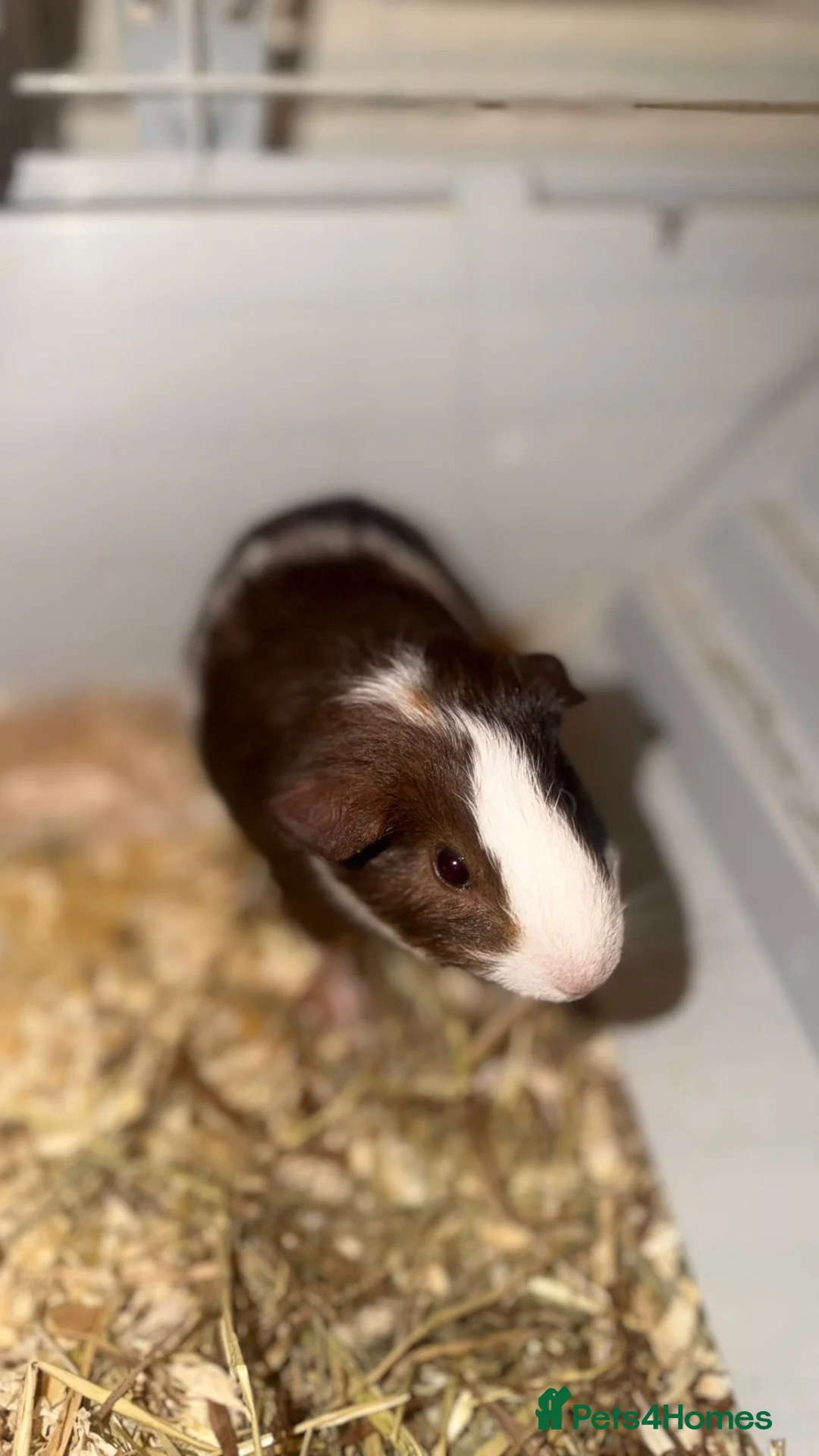 Guinea Pig rodents for sale: Bonded Father & Son Guinea Pigs–Must Stay Together in Slough - Advert 2