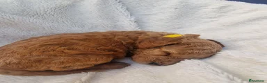 Cockapoo 8