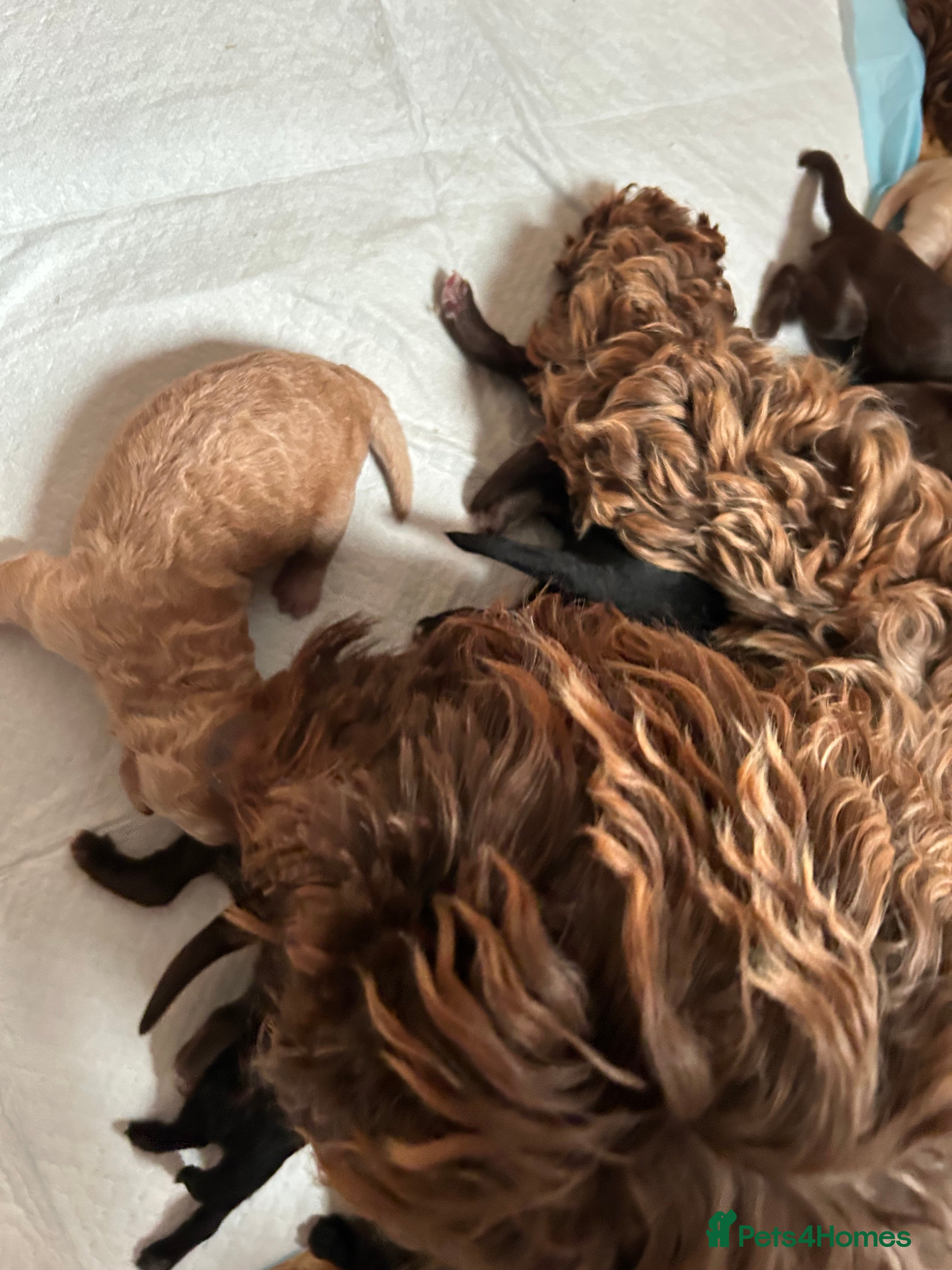 Cockapoo dogs Cockerpoo puppies  - Advert 1