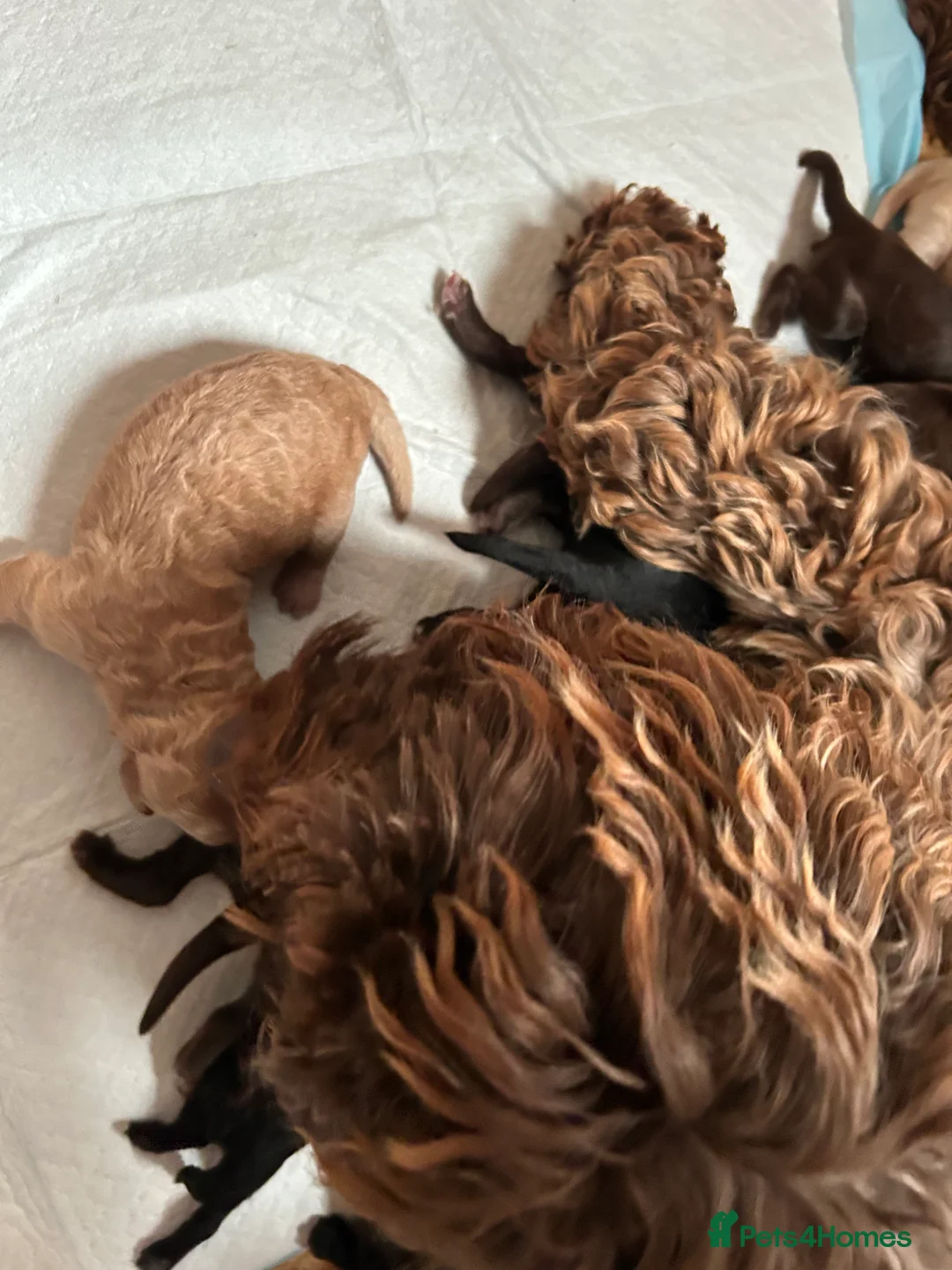 Cockapoo dogs for sale: Cockerpoo puppies  - Advert 1