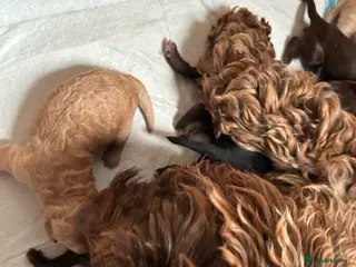 Cockapoo dogs Cockerpoo puppies - Advert 1