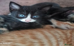 Mixed Breed cats for sale: Male kitten - Image 4