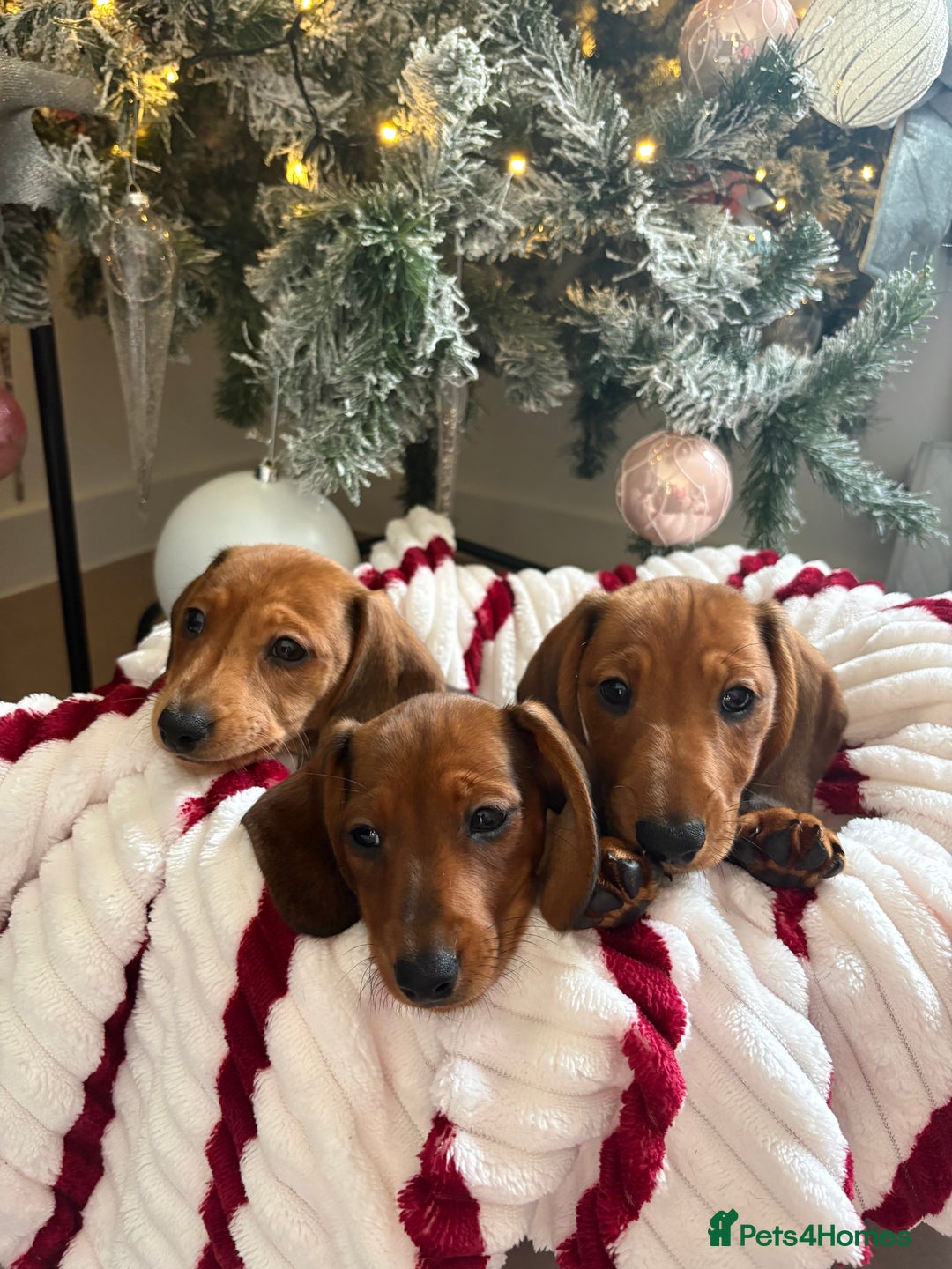 Dachshund dogs for sale: Beautiful dachshunds ready to leave now - Advert 14