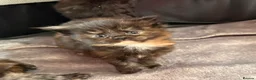 Maine Coon cats for sale: Fluffy Maine Coon Kittens - Advert 11