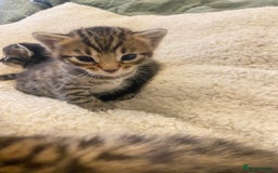 Bengal cats for sale: 5 bengal x Mainecoon kittens for sale - Image 5