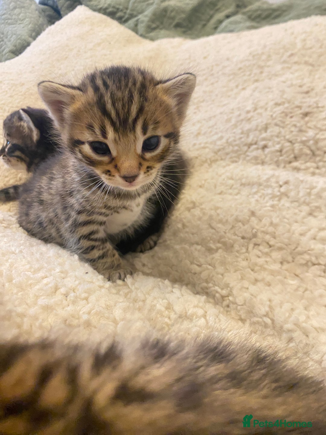 Bengal cats for sale: 5 bengal x Mainecoon kittens for sale - Image 5