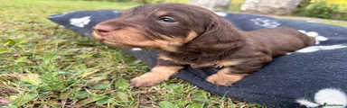 Dachshund 1 Chocolate and Tan Dog