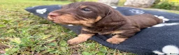 Dachshund dogs for sale: KC Regestered Teckel puppies in Cardiff - Advert 20