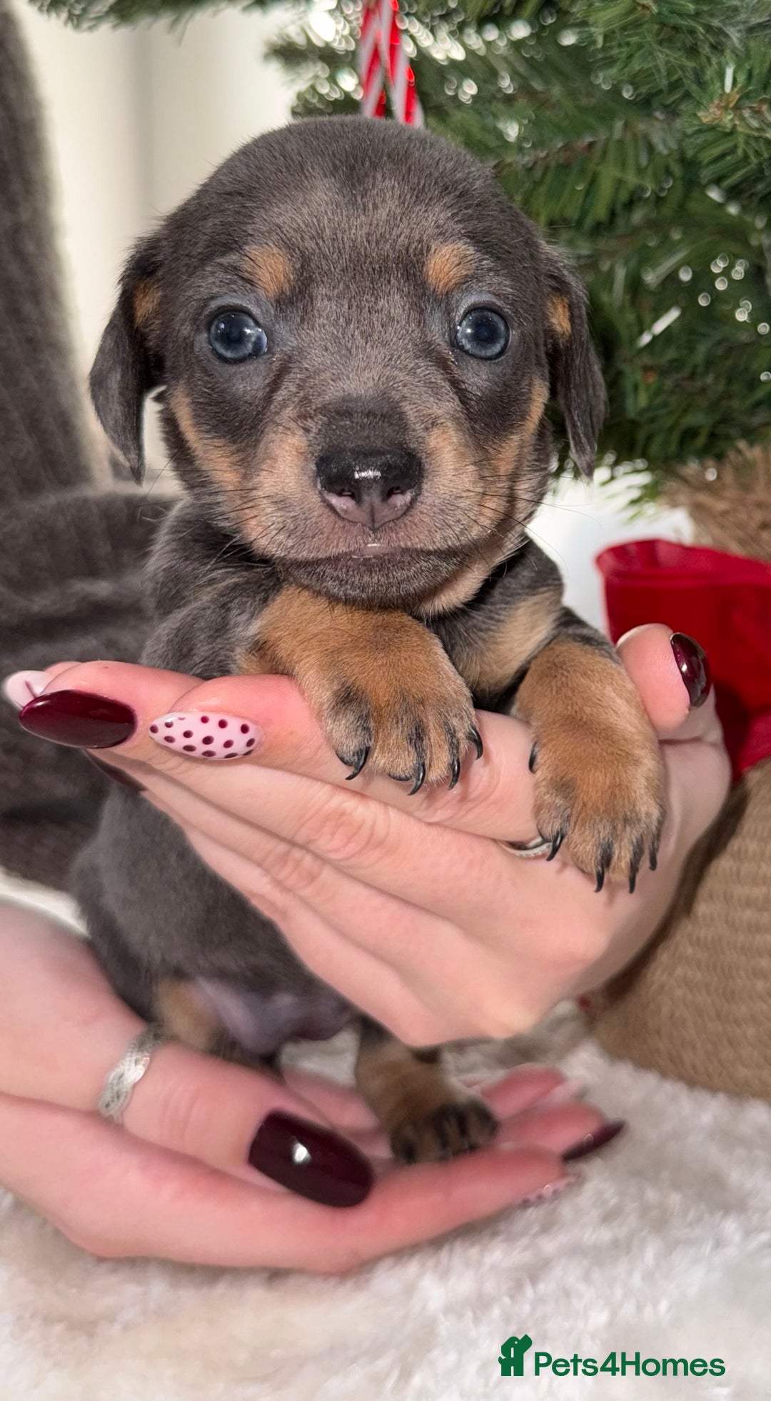 Chiweenie dogs for sale: 3 Gorgeous Girls & 2 Beautiful Boys  - Advert 12