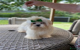 Maltese dogs for sale: Beautiful Maltese Puppies  - Image 10
