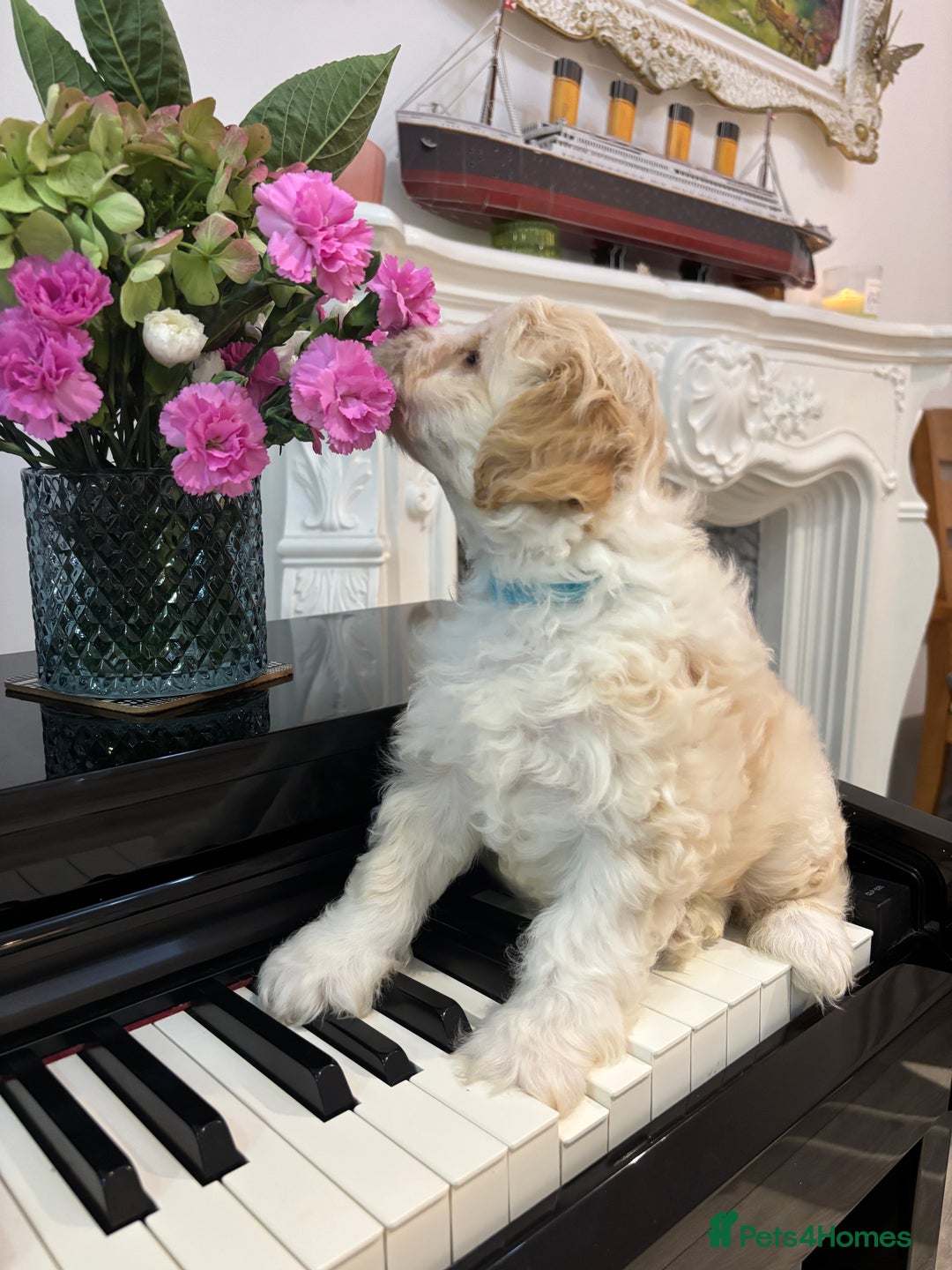 Mixed Breed dogs for sale: 💙 Blue Baby Boy Wants a new home 💙 - Advert 12