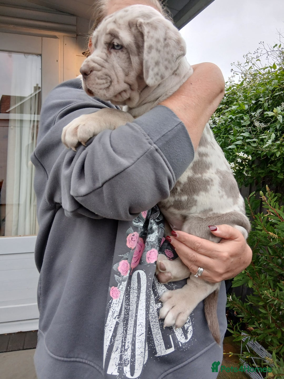 Mixed Breed dogs for sale: Banndogge puppies - Advert 7