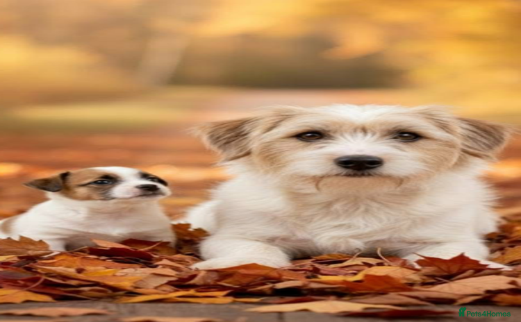 Jack Russell dogs         Stunning Jack  Russell   - Advert 2