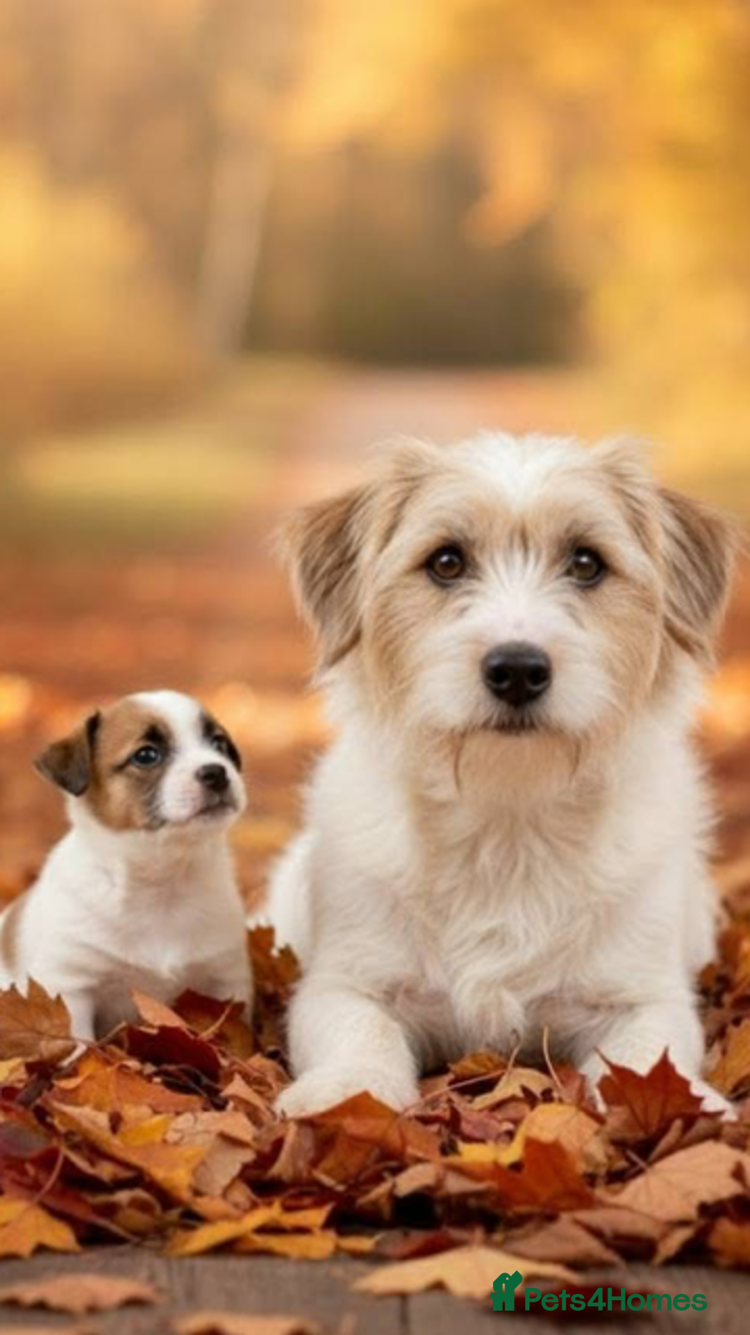 Jack Russell dogs for sale:         Stunning Jack  Russell   - Advert 1