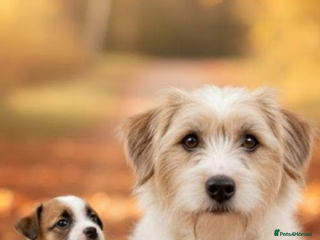 Jack Russell dogs Stunning Jack Russell - Advert 6