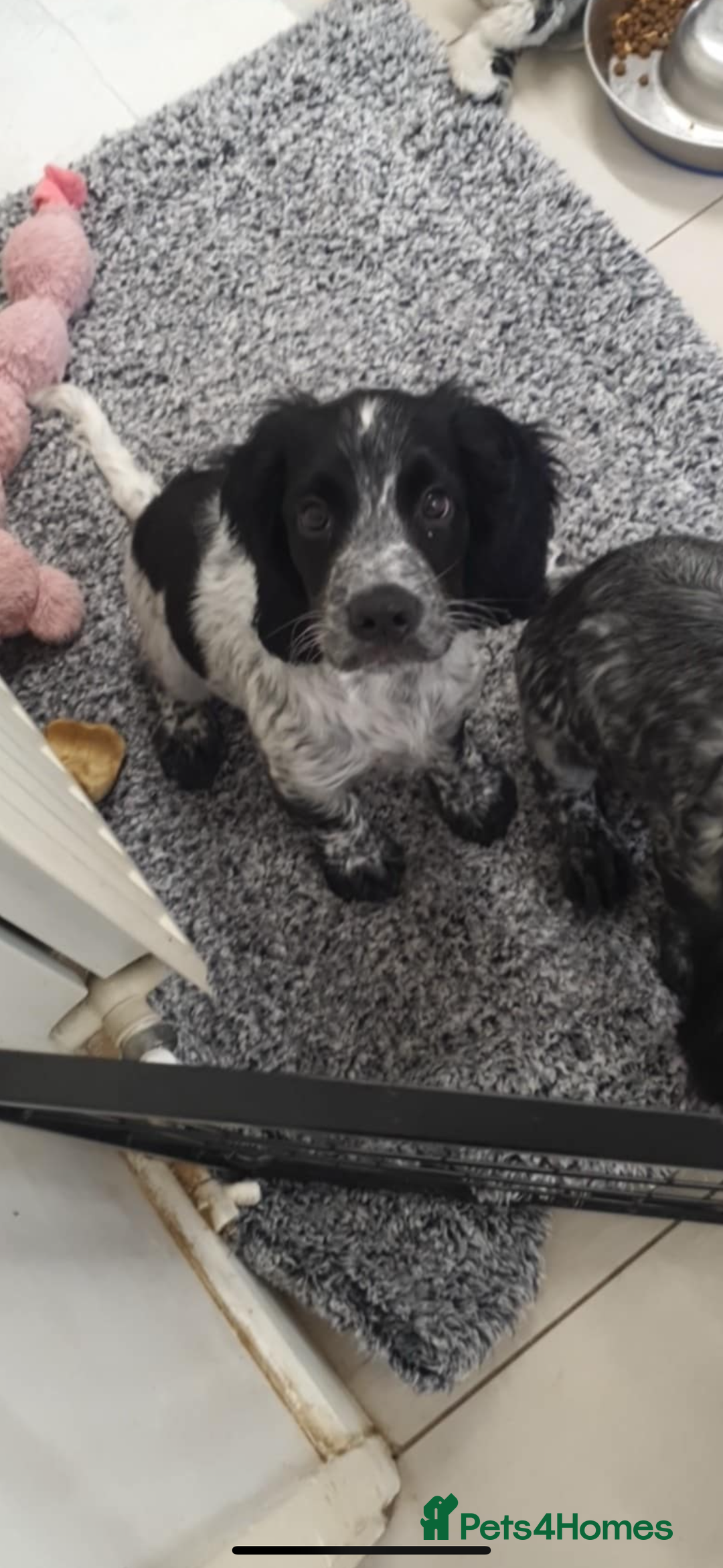 Cocker Spaniel dogs for sale: 14 week old cocker spaniel puppy for sale. - Image 3