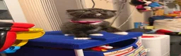 Scottish Fold cats for sale: ScottishFold and BSH kittens  - Advert 25