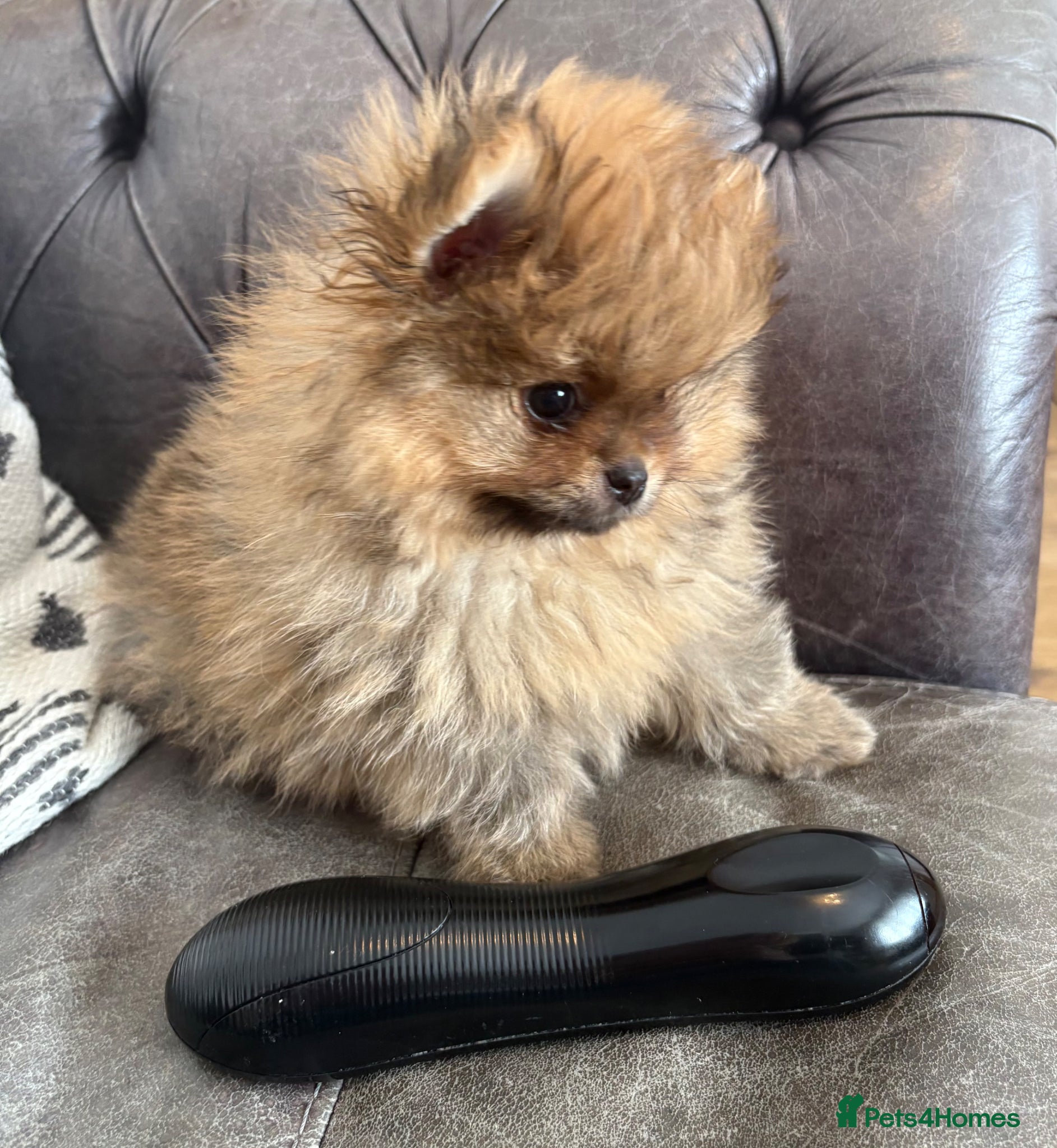 Pomeranian dogs Beautiful quality teeny Pomeranian puppies kc reg  - Advert 13