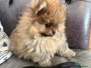 Pomeranian dogs Beautiful quality teeny Pomeranian puppies kc reg - Advert 1