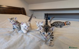 Bengal cats for sale: 🖤🤎 Gorgeous Bengal Kittens 🤎🖤 - Image 27