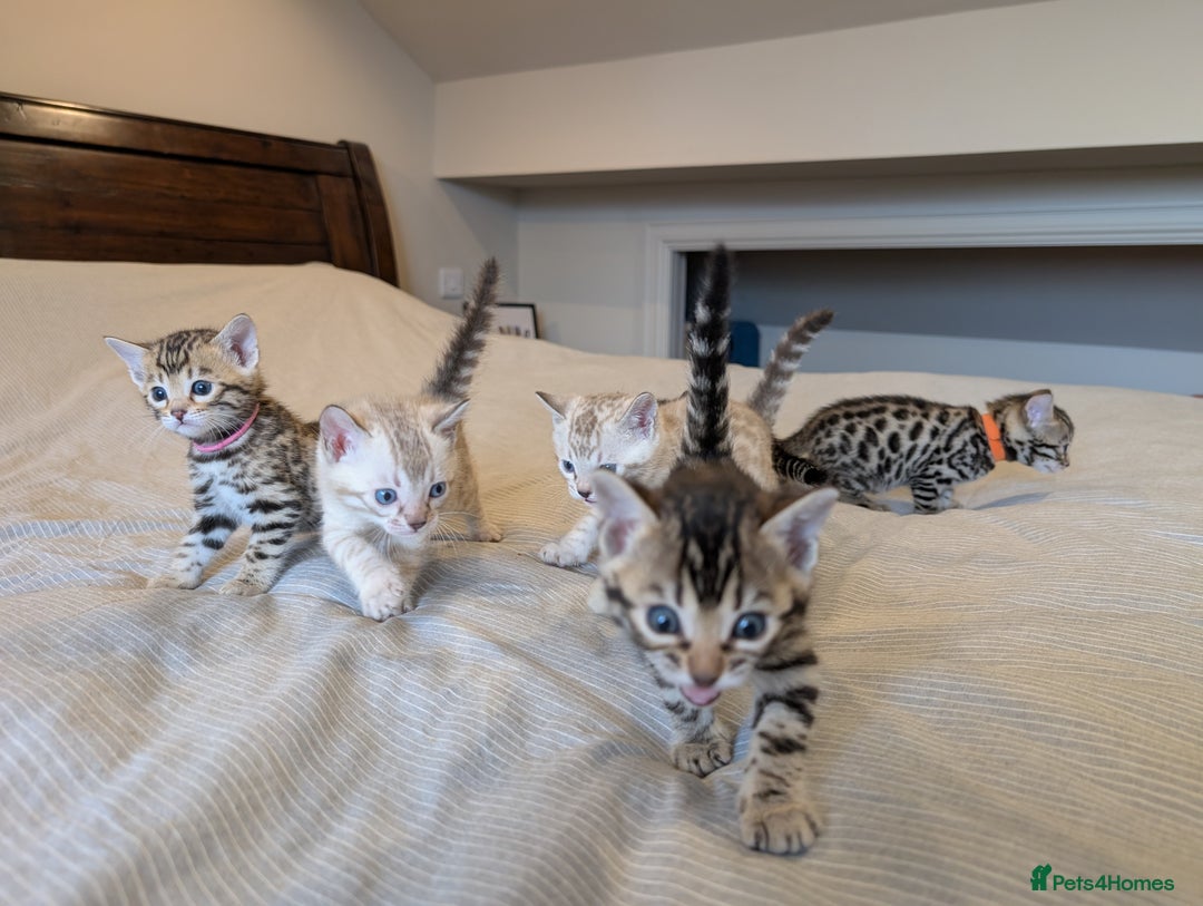 Bengal cats for sale: 🖤🤎 Gorgeous Bengal Kittens 🤎🖤 - Image 27