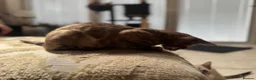 Bengal cats for sale: ⭐⭐⭐ Stunning Rare Charcoal Mink Bengal Kitten ⭐⭐⭐ - Advert 28