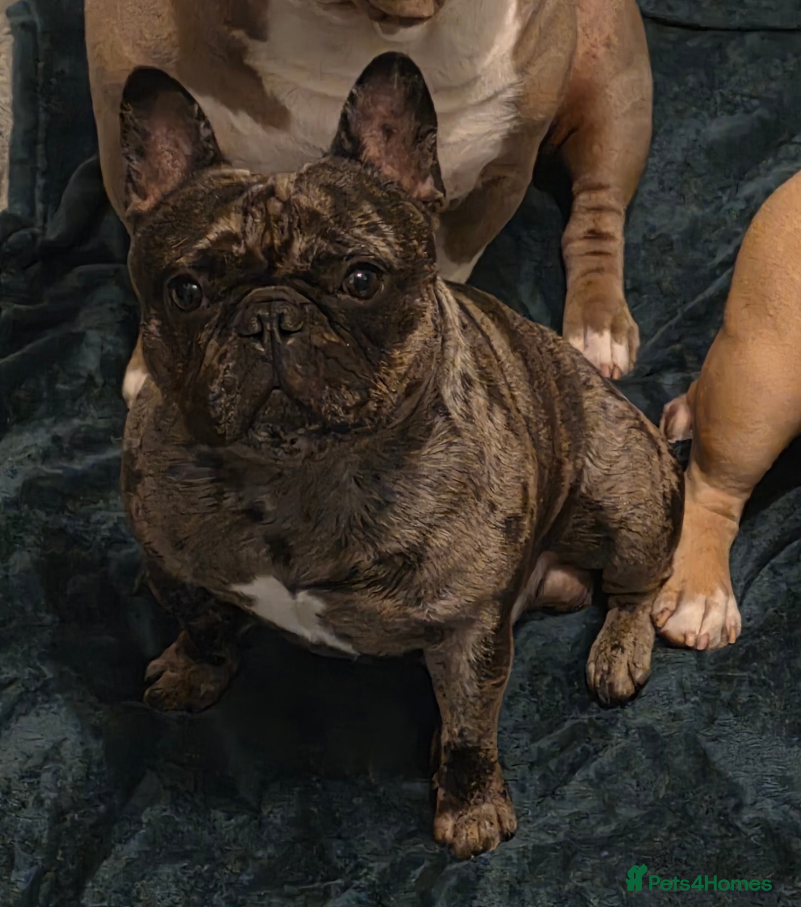 French Bulldog dogs French bulldog male brindle merle  - Advert 1