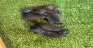Mixed Breed dogs - Advert 2