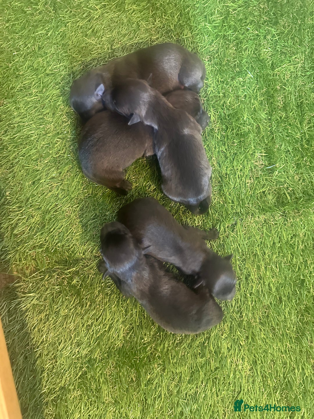 Mixed Breed dogs for sale: Pomeranian x  - Image 2