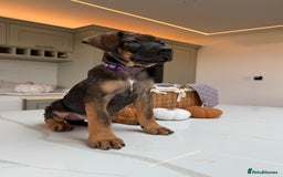 Cane Corso dogs for sale: Beautiful Cane Corso Puppies - Advert 9