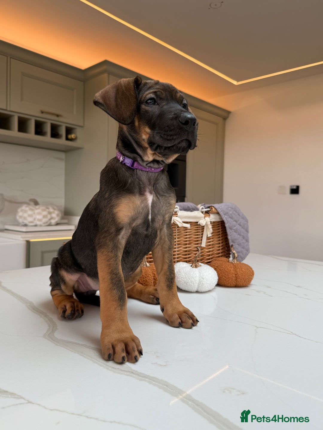 Cane Corso dogs for sale: Beautiful Cane Corso Puppies - Advert 9