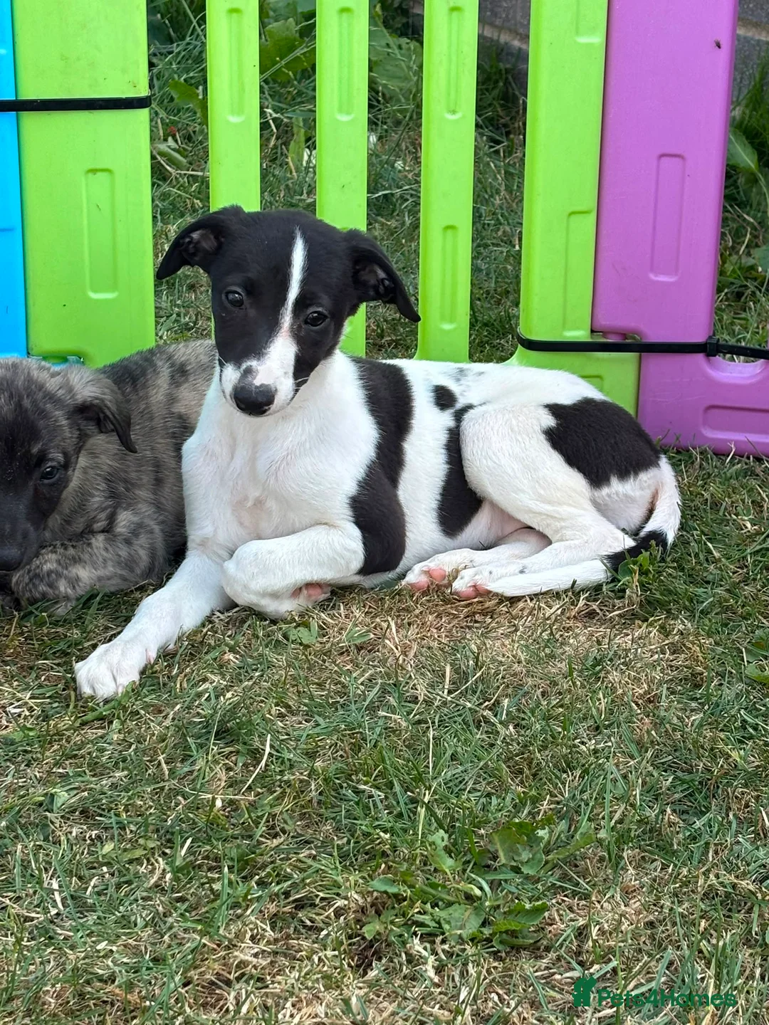 Whippet dogs for sale: Beautiful whippet puppy - Advert 2