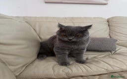 British Shorthair cats for sale: British shorthair Mimi Looking for a Loving Home  - Image 7