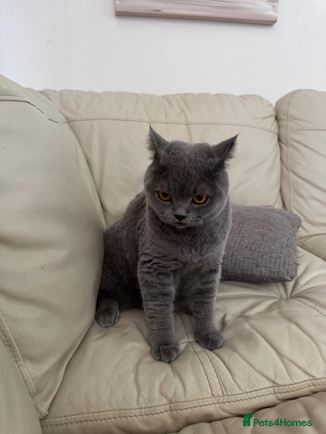 British Shorthair cats for sale: British shorthair Mimi Looking for a Loving Home  - Image 7