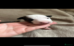 English Bull Terrier dogs for sale: English bull terriers  - Image 14