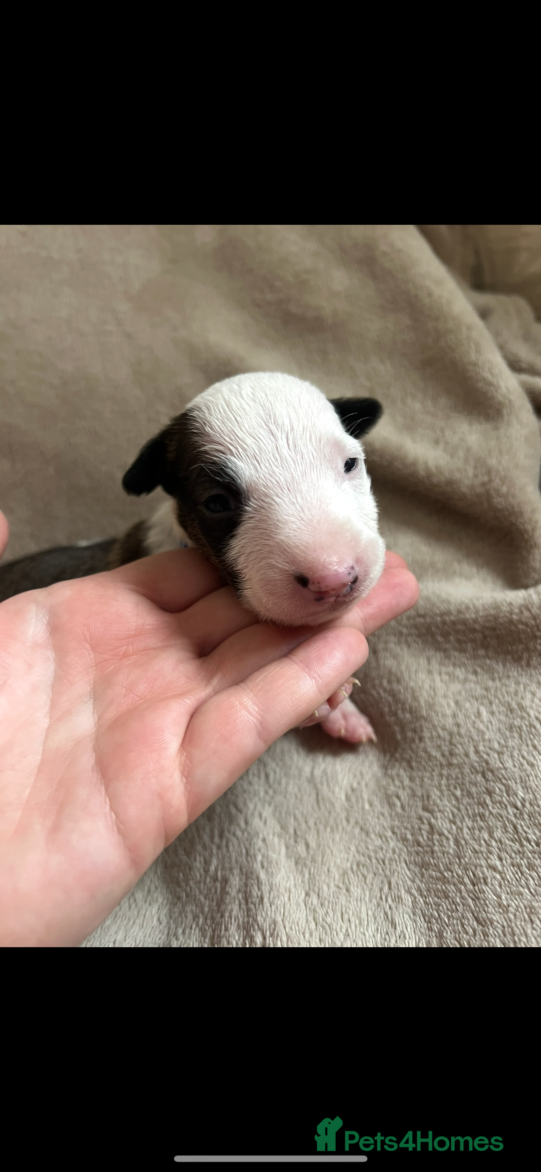 English Bull Terrier dogs for sale: English bull terriers  - Image 14