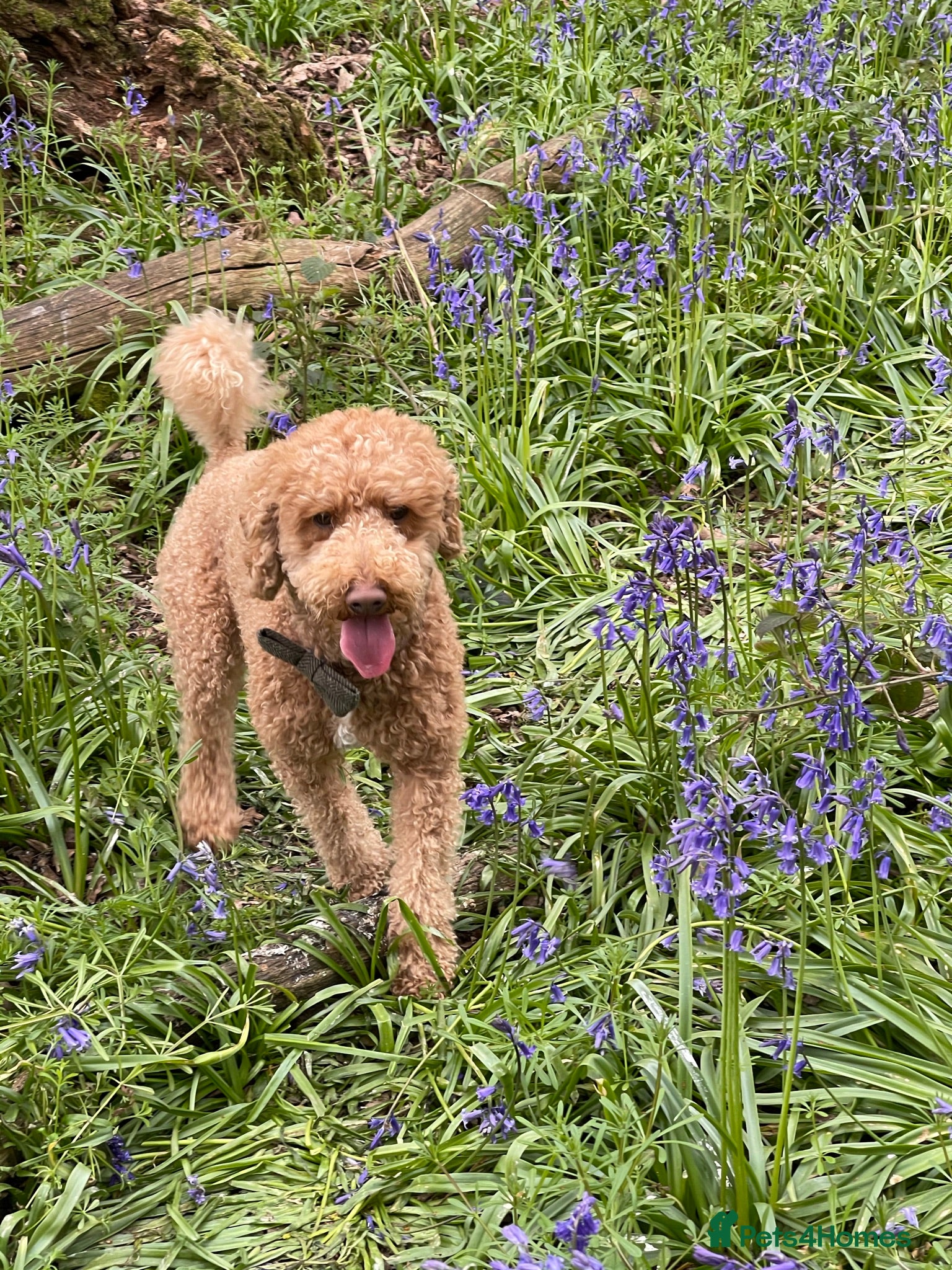 Cavapoo dogs ❤️Fully health tested red toy poodle❤️ - Advert 2