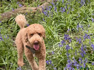 Cavapoo dogs ❤️Fully health tested red toy poodle❤️ - Advert 12
