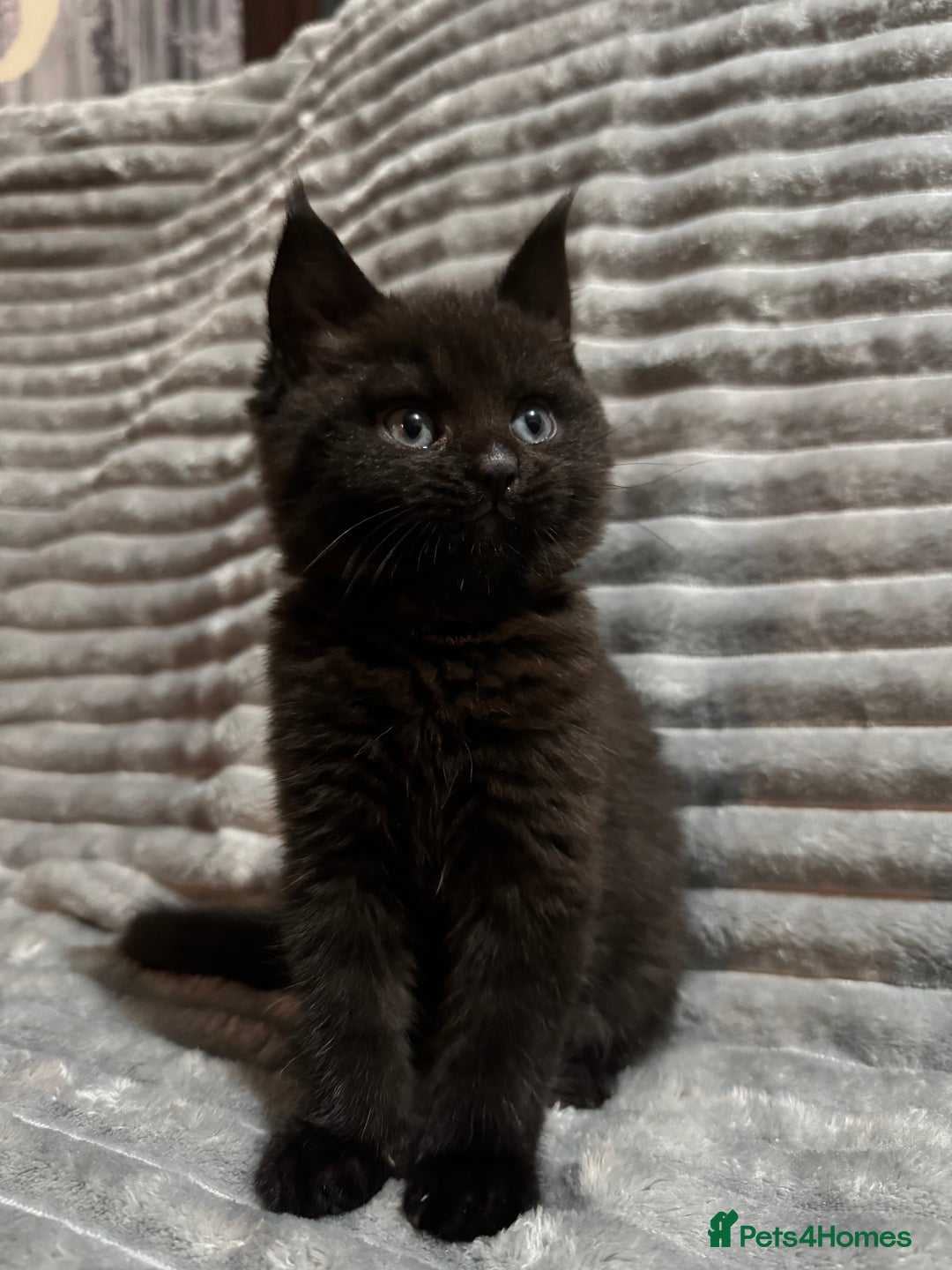 Mixed Breed cats for sale: British short hair cross Maine coon  - Advert 5